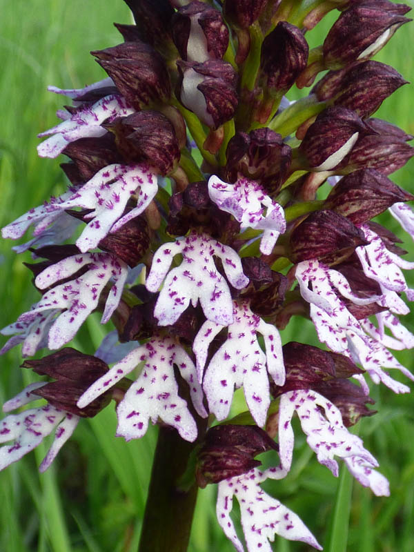 Orchis purpurea